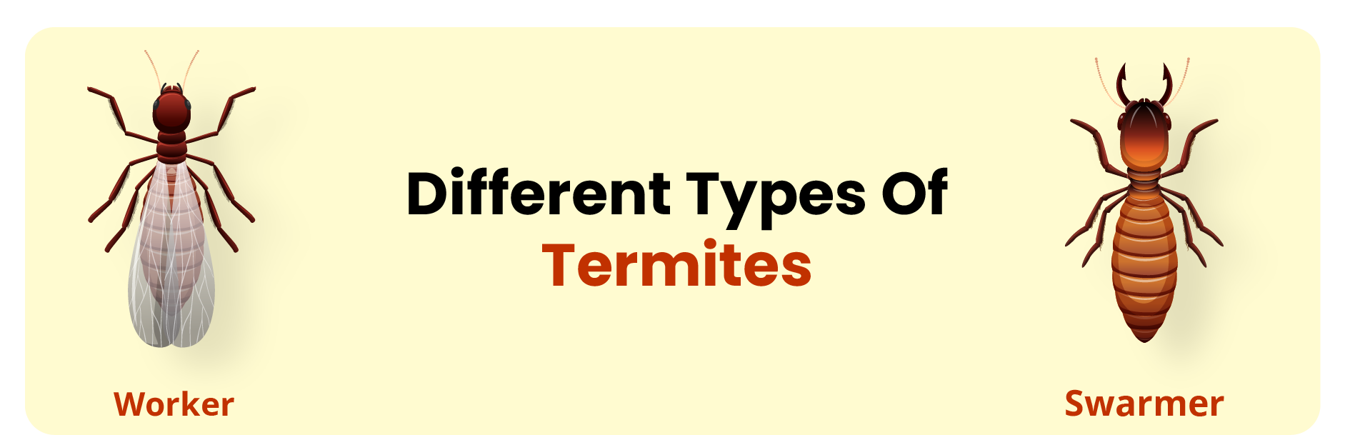 type of termites